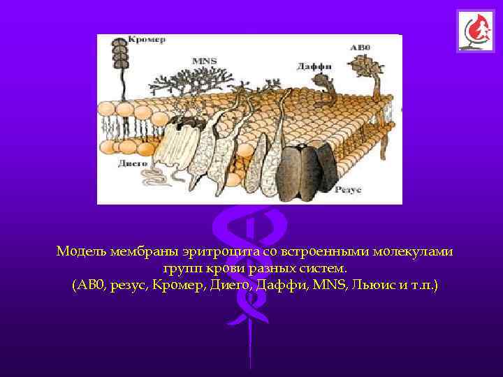 Модель мембраны эритроцита со встроенными молекулами    групп крови разных систем. 