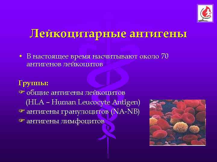   Лейкоцитарные антигены • В настоящее время насчитывают около 70  антигенов лейкоцитов