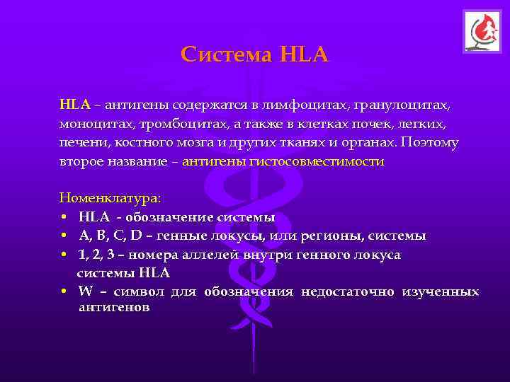    Система HLA – антигены содержатся в лимфоцитах, гранулоцитах, моноцитах, тромбоцитах, а