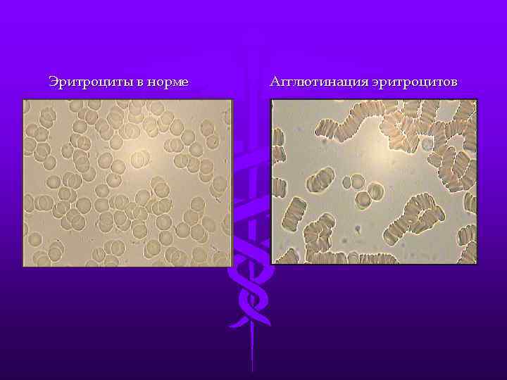 Планшеты иммунологические вид 327170