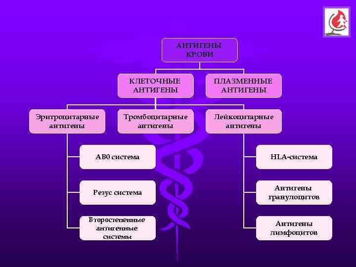       АНТИГЕНЫ       КРОВИ