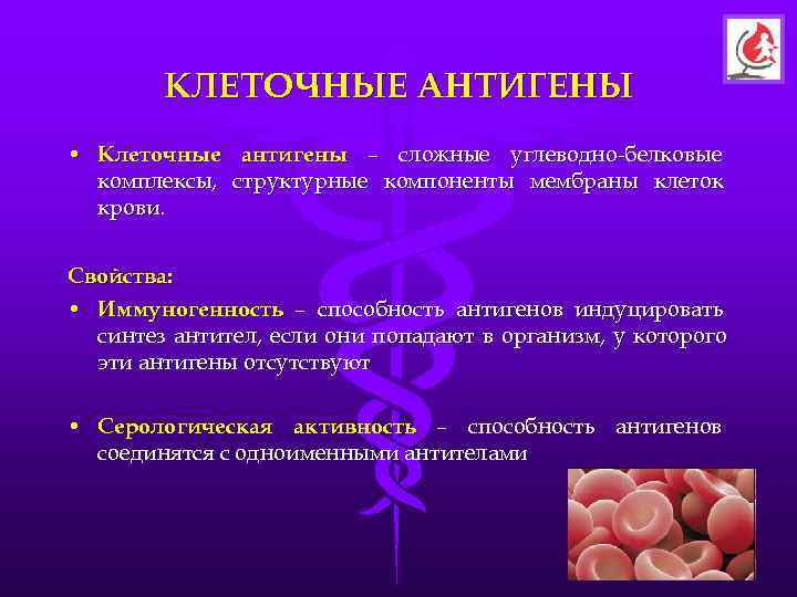   КЛЕТОЧНЫЕ АНТИГЕНЫ • Клеточные антигены – сложные углеводно-белковые  комплексы, структурные компоненты