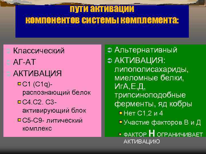    пути активации компонентов системы комплемента:  Ü Классический   Ü