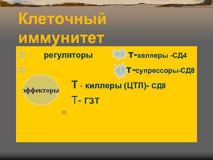 Клеточный иммунитет Ü  регуляторы  2  т-хелперы -СД 4 Ü  