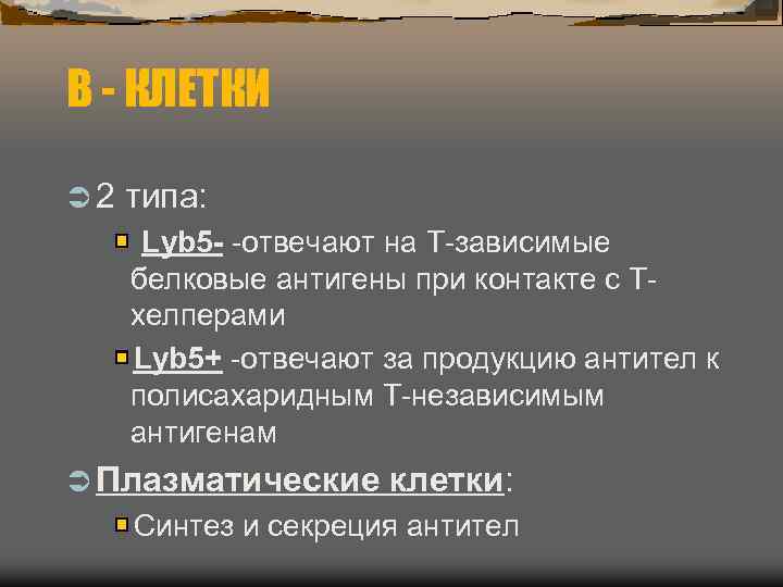 В - КЛЕТКИ Ü 2 типа:  Lyb 5 - -отвечают на Т-зависимые белковые