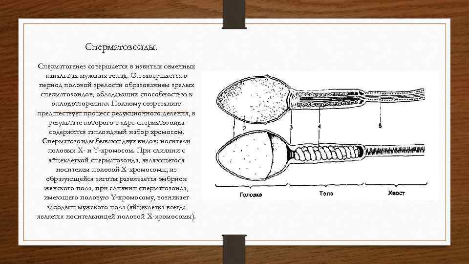    Сперматозоиды. Сперматогенез совершается в извитых семенных  канальцах мужских гонад. Он