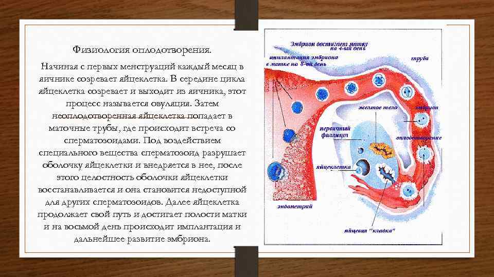   Физиология оплодотворения.  Начиная с первых менструаций каждый месяц в яичнике созревает
