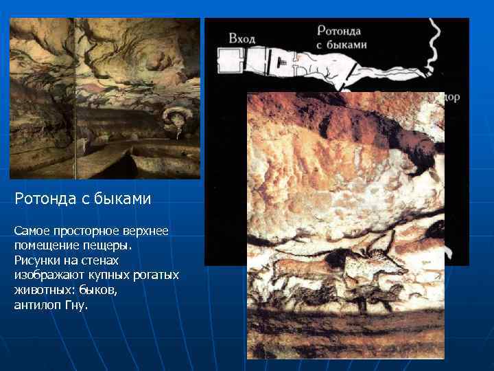 Ротонда с быками Самое просторное верхнее помещение пещеры. Рисунки на стенах  изображают купных