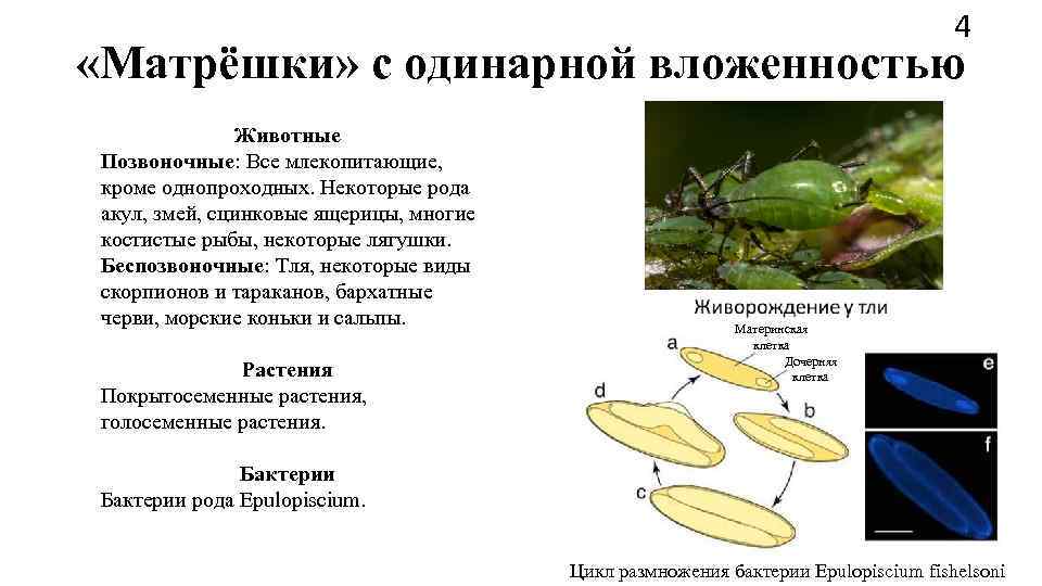        4 «Матрёшки» с одинарной вложенностью  