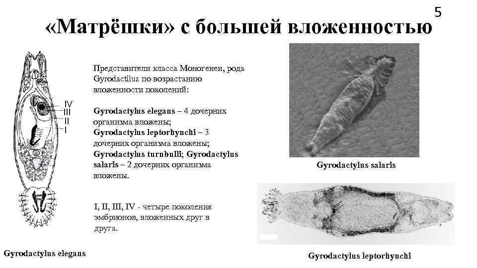         5  «Матрёшки» с большей вложенностью