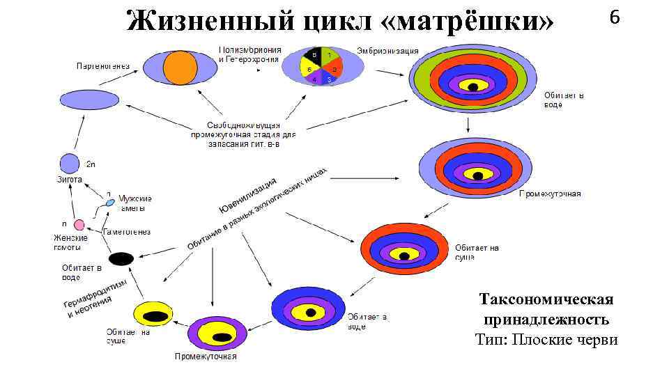 Жизненный цикл «матрёшки»  6     Таксономическая    