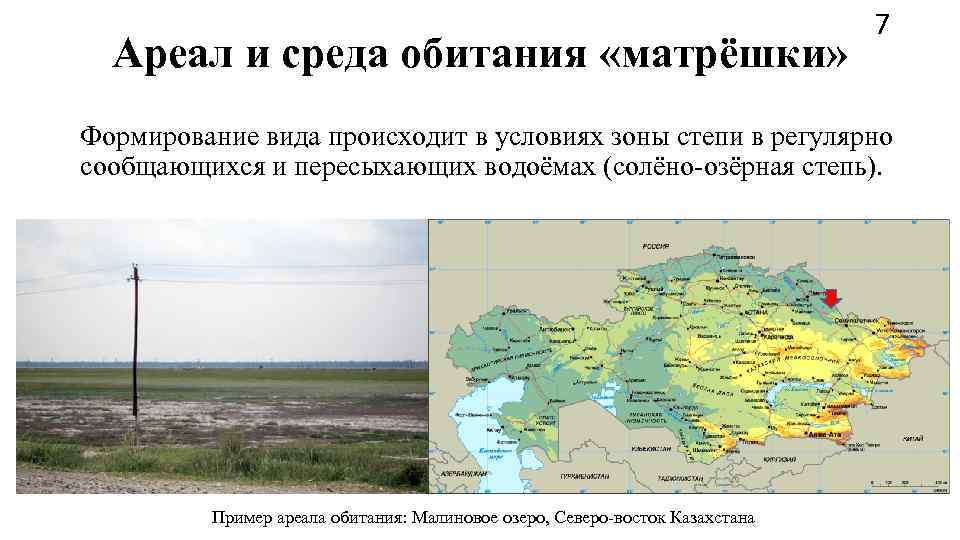        7  Ареал и среда обитания «матрёшки»