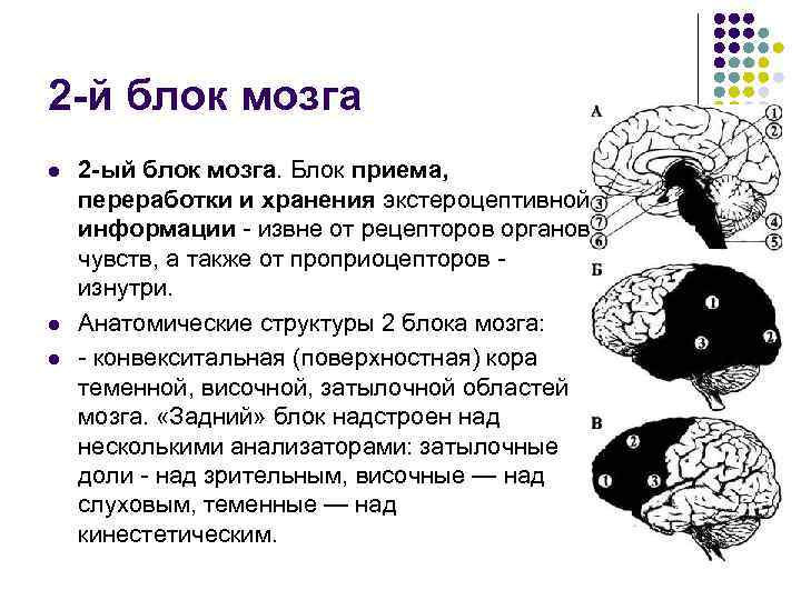 2 -й блок мозга l  2 -ый блок мозга. Блок приема, переработки и