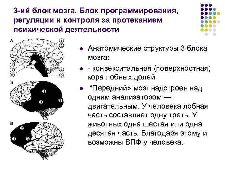 3 -ий блок мозга. Блок программирования, регуляции и контроля за протеканием психической деятельности 