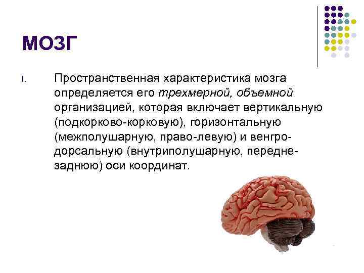 МОЗГ I.  Пространственная характеристика мозга  определяется его трехмерной, объемной организацией, которая включает