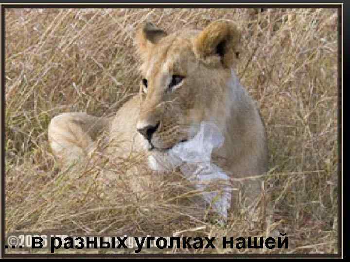 … в разных уголках нашей 