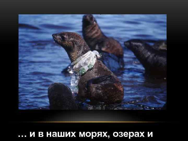 … и в наших морях, озерах и 