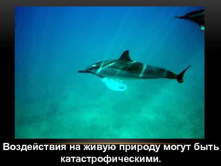 Воздействия на живую природу могут быть  катастрофическими. 