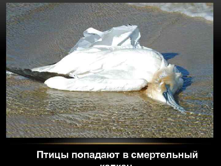 Птицы попадают в смертельный 