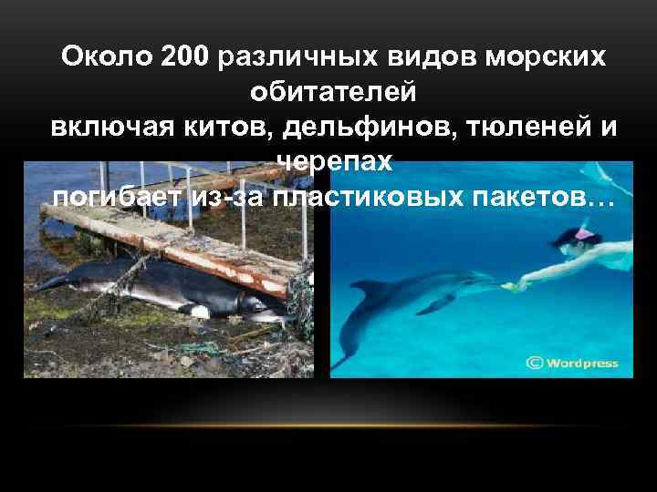  Около 200 различных видов морских   обитателей включая китов, дельфинов, тюленей и