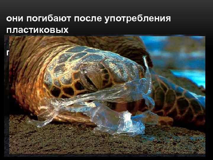 они погибают после употребления пластиковых  пакетов, которые они принимают за пищу. 