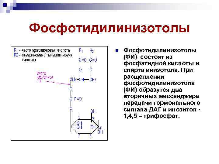 Фосфотидилинизотолы  n  Фосфотидилинизотолы    (ФИ) состоят из   