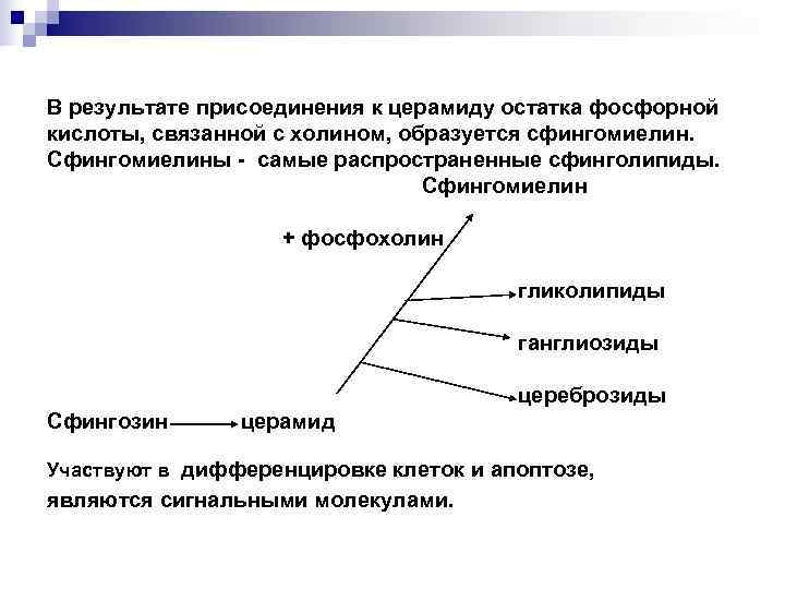 В результате присоединения к церамиду остатка фосфорной кислоты, связанной с холином, образуется сфингомиелин. 