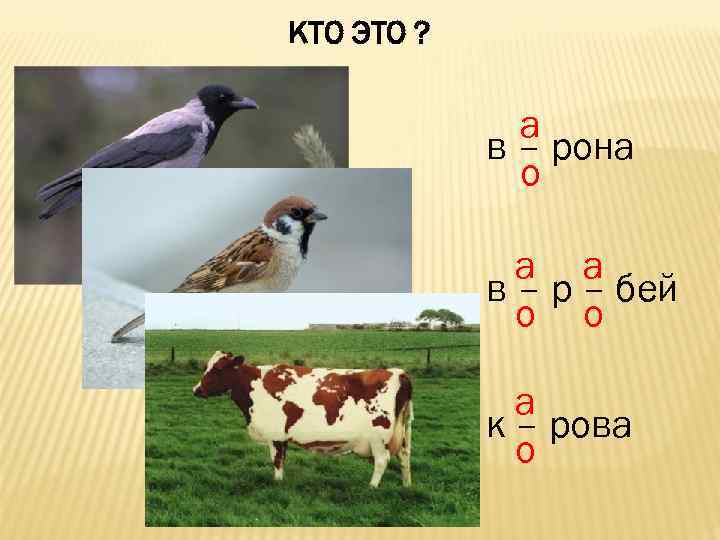 КТО ЭТО ?   а   в – рона   