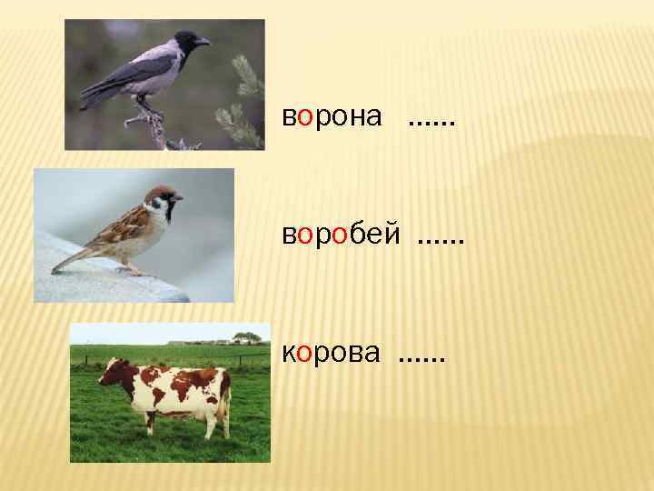 ворона ……  воробей ……  корова …… 