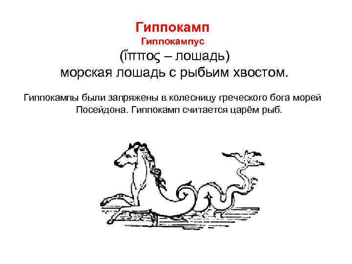      Гиппокампус   (ἵππος – лошадь)   морская