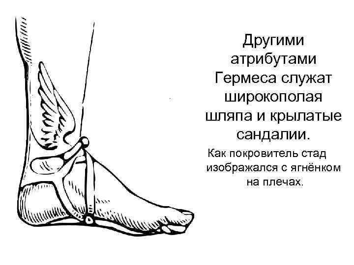 Другими атрибутами  Гермеса служат  широкополая шляпа и крылатые сандалии.  Как