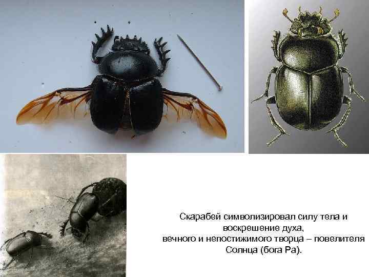   Скарабей символизировал силу тела и    воскрешение духа,  вечного