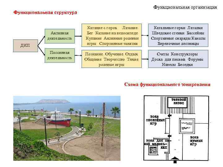      Функциональная организация Функциональная структура     