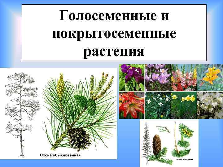 Представитель какого отдела царства растения изображен на рисунке голосеменные покрытосеменные ответ