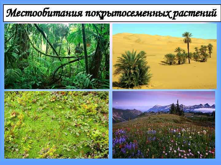 Местообитания покрытосеменных растений 