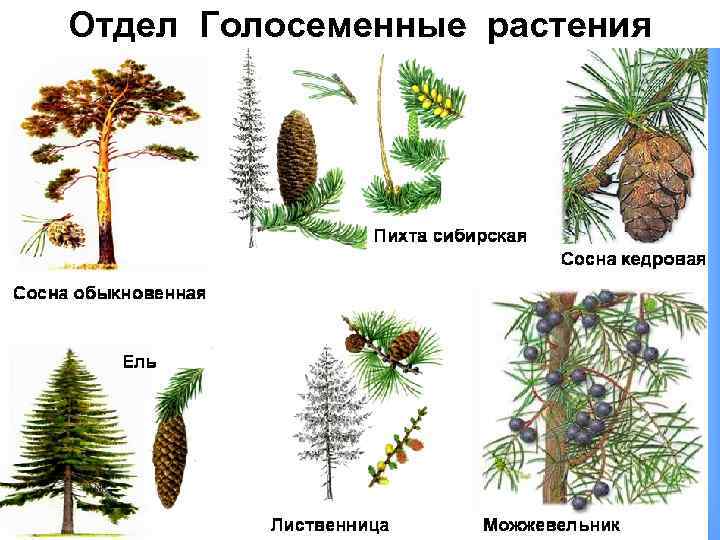 Представитель какого отдела царства растения изображен на рисунке голосеменные покрытосеменные ответ