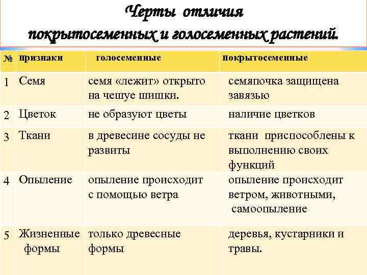 Голосеменные и покрытосеменные картинки