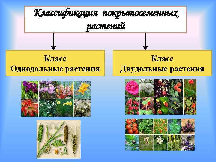 Какие существуют отделы растений
