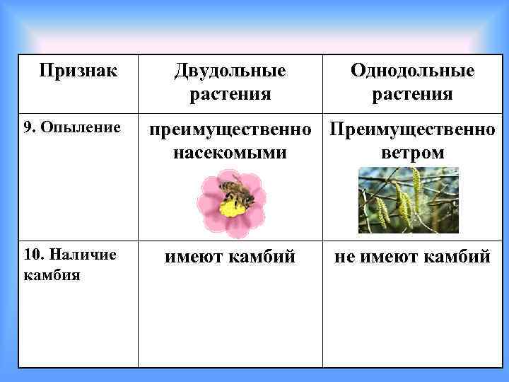 Голосеменных в отличие от покрытосеменных отсутствуют