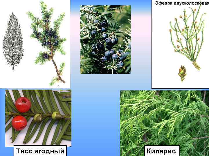 Тисс ягодный  Кипарис 