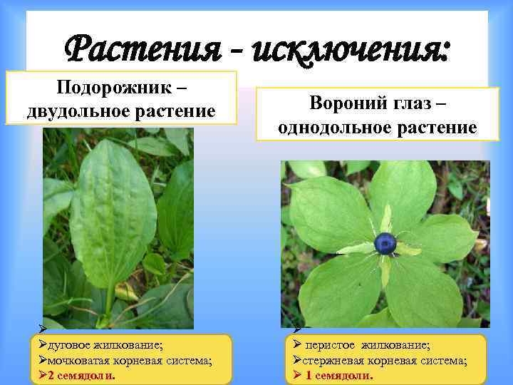  Растения - исключения: Подорожник – двудольное растение   Вороний глаз – 