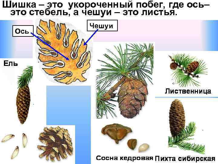 Строение шишки голосеменных растений