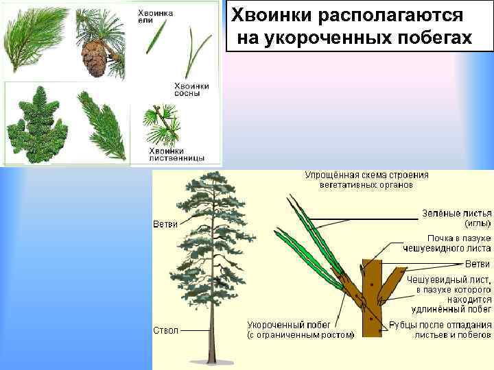 Представитель какого отдела царства растения изображен на рисунке голосеменные покрытосеменные ответ