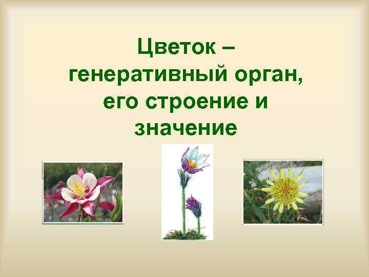  Цветок – генеративный орган, его строение и  значение 
