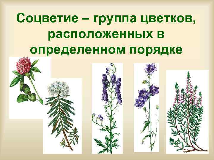 Соцветие – группа цветков, расположенных в  определенном порядке 