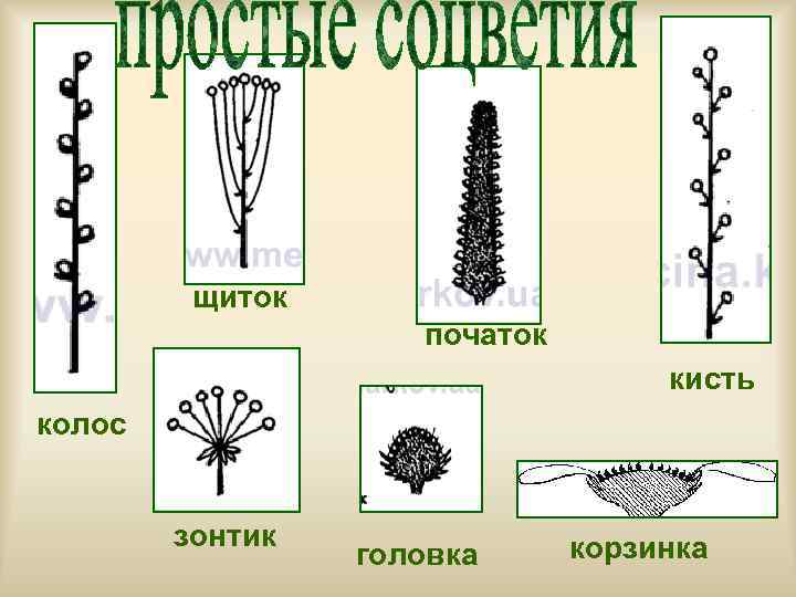    щиток     початок     