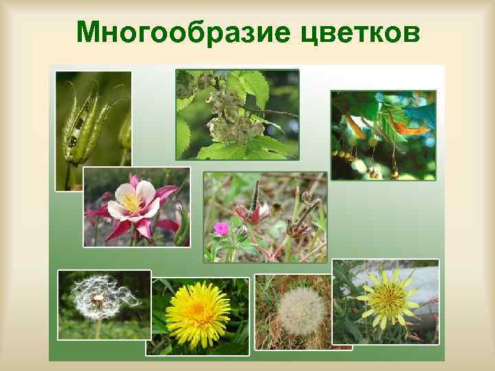 Многообразие цветков 