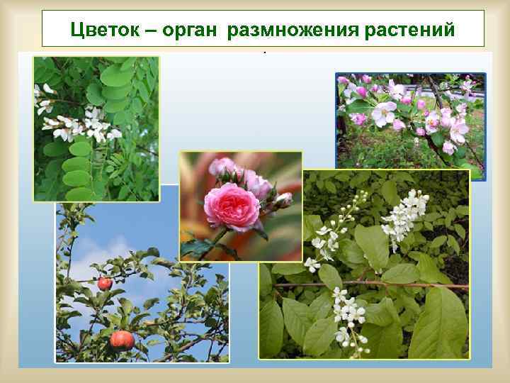 Цветок – орган размножения растений 