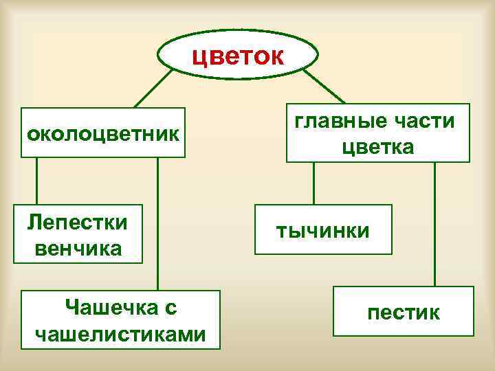     цветок     главные части околоцветник  