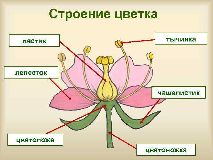   Строение цветка пестик     тычинка  лепесток  
